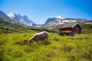 Norveç 'in Turtagro kentindeki Jotunheimen Ulusal Parkı' ndan görünen Ekrehytta sıradağları, yaz günü açık gökyüzü ile birlikte. Bir keçi kırmızı bir kabiyenin yanında otlar.. 