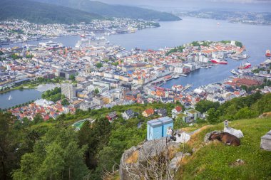 Norveç 'in Bergen kentinin bir manzarası, yaz aylarında Floyen Dağı' ndan alınmıştır, ön planda keçiler otlamaktadır.. 