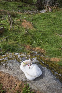 Uyuyan beyaz bir keçinin manzarası. Floyen Dağı, Bergen, Norveç 'teki bir tepenin çimlerinde dinleniyor.