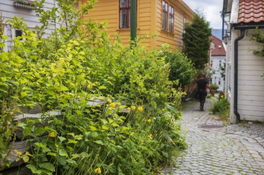 Bergen, Norveç, 29 Haziran 2023: Bergen şehri birçok çiçek, ağaç ve fırça bahçesine ev sahipliği yapmaktadır.. 