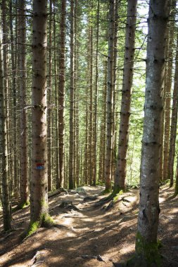 Bir yaz sabahı boyunca Norveç, Balestrand ve Sognefjorden kasabalarına tepeden bakan Raudmelen tepesine yapılan yürüyüş sırasında bir çam ağacı gövdesi desine sahne olur..