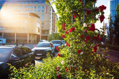 Oslo, Norveç, 22 Haziran 2023: Çiçek aranjmanları şehrin çevresindeki kamusal alanlarda yaygındır. 