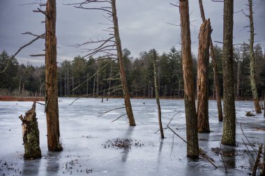 Montrose, Pennsylvania 'nın güneyindeki Woodbourne Ormanı ve Vahşi Yaşam Koruma Alanı bulutlu bir kış günü fotoğraflandı. Ölü ağaç gövdeleri donmuş bir gölde dimdik durur.. 