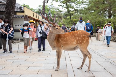Nara, Japonya, 18 Haziran 2024: Turistler, eski Todaiji Tapınağı 'nın dışındaki 