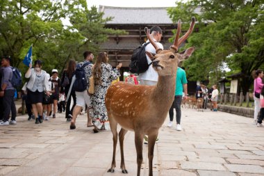 Nara, Japonya, 18 Haziran 2024: Turistler, eski Todaiji Tapınağı 'nın dışındaki 