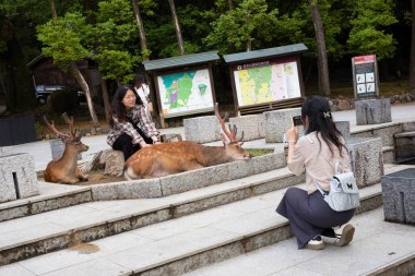 Nara, Japonya, 18 Haziran 2024: Turistler, Kasuga Taisha Tapınağı 'ndaki renkli Kasuga Tapınağı' nda Nara Parkı 'nda yaşayan dost canlısı, serbestçe dolaşan geyiğin tadını çıkarıyorlar..