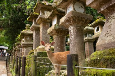 Nara, Japonya, 18 Haziran 2024: Turistler, Kasuga Taisha Tapınağı 'ndaki renkli Kasuga Tapınağı' nda Nara Parkı 'nda yaşayan dost canlısı, serbestçe dolaşan geyiğin tadını çıkarıyorlar..