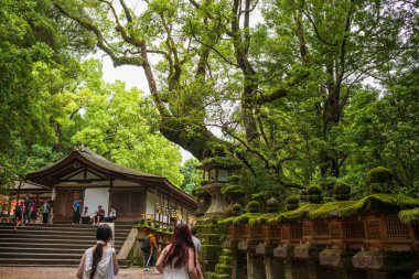 Nara, Japan, June 18, 2024: Exploring the colorful Kasuga Taisha Shrine with 3,000 lanterns. This Shinto shrine is considered one of Japan's 