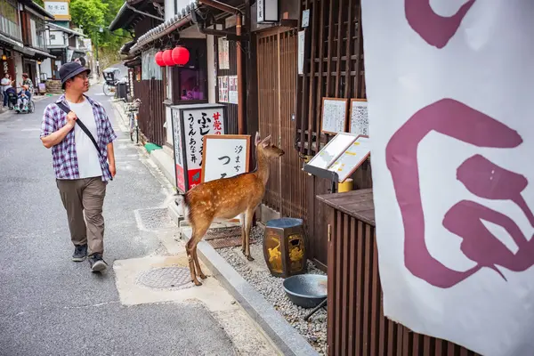 Miyajima, Japonya, 20 Haziran 2024: Turistler, Itsukushima Jinja Tapınağı ile ünlü UNESCO Dünya Mirası Sitesi Miyajima Adası 'nda yaşayan dost canlısı, serbestçe dolaşan geyiklerin keyfini çıkarıyorlar..