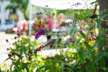 Bir kral kelebeği, alçak bir tarlanın fotoğrafını çekti, bir yaz öğleden sonra New York, Woodstock meydanında Kelebek Bush veya Buda 'ya uçtu.. 