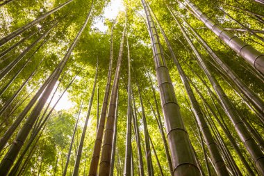 Bambu Ormanı 'nda yaz sabahı hiç insan yok.. 