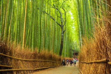 Kyoto, Japonya, 21 Haziran 2024: Turistler Arashiyama Bambu Korusu 'nun ya da doğal bir bambu ormanı olan Sagano Bambu Ormanı' nın patikalarında yürürler.. 
