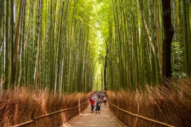 Kyoto, Japonya, 21 Haziran 2024: Turistler Arashiyama Bambu Korusu 'nun ya da doğal bir bambu ormanı olan Sagano Bambu Ormanı' nın patikalarında yürürler.. 