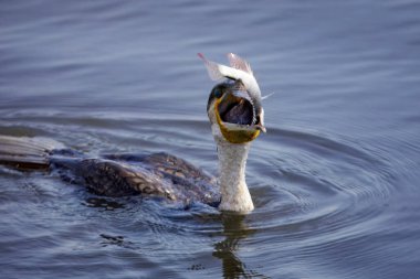 Sarı gagalı, siyah beyaz tüylü tanımlanamayan bir kuş Kenya, Afrika 'daki Nakuru Gölü Milli Parkı' nın sularında yürürken balık yiyor.. 
