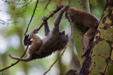 Afrika, Kenya 'daki Nakuru Gölü Milli Parkı' nda ağaca tırmanırken iki zeytin babunu kavga ediyor.. 