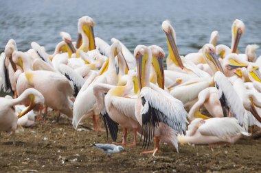 Büyük bir grup beyaz pelikan Kenya, Afrika 'daki Nakuru Gölü Ulusal Parkı' nın sularında yüzüyorlar.. 