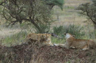 Serengeti Ulusal Parkı, Tanzanya, Afrika 'da akşam saatlerinde iki dişi aslan ve bir yavru dinleniyor.. 