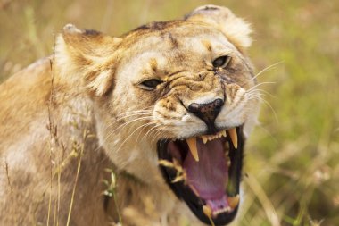 Afrika 'nın Tanzanya kentindeki Central Serengeti Ulusal Parkı' nda yürürken vahşi bir dişi aslanın yakın çekimi dişlerini gösteriyor.. 