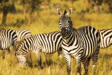 Göç eden bir grup zebra gün doğumunda Tanzanya, Afrika 'daki Central Serengeti Ulusal Parkı' nda toprak yol boyunca yürür.. 