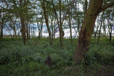 İki babunu gösteren bir manzara, biri ağaca tırmanan diğeri de Kenya, Afrika 'daki Nakuru Gölü Ulusal Parkı' nda beslenen gün batımında.. 