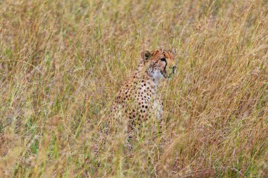 Sağına bakan bir çita, kısa bir süre önce Afrika 'nın Tanzanya kentindeki Central Serengeti Ulusal Parkı' nda öldürdüğü bir ceylanı öldürdükten sonra savanın kamuflajında dinleniyor.. 