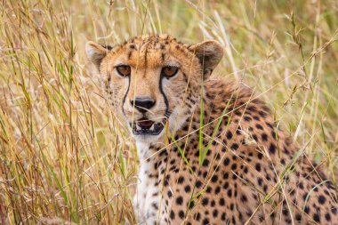 Afrika 'nın Tanzanya kentindeki Central Serengeti Ulusal Parkı' nda avlanmak için savananın uzun otlarının altında oturan bir çitanın yakın çekimi.. 