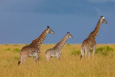 Bir zürafa ailesi, Kenya Afrika 'daki Masai Mara Ulusal Rezervi' nde ufukta bir yağmur fırtınası belirirken uzun otlardan oluşan altın bir arazide yürür.. 