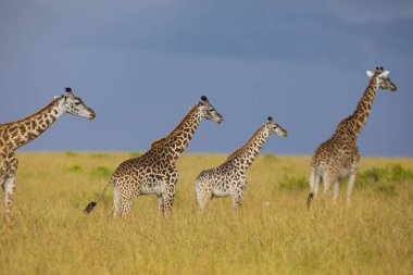 Bir zürafa ailesi, Kenya Afrika 'daki Masai Mara Ulusal Rezervi' nde ufukta bir yağmur fırtınası belirirken uzun otlardan oluşan altın bir arazide yürür.. 