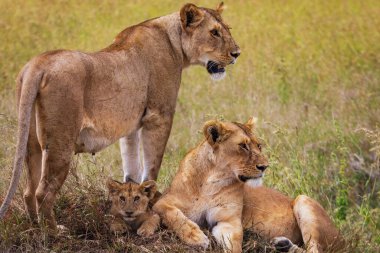 İki dişi aslan ve yavruları Serengeti Ulusal Parkı, Tanzanya, Afrika savanının uzun otlarında dinleniyor.. 