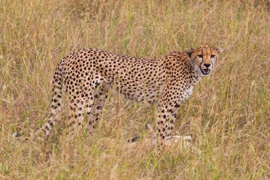 Tanzanya, Afrika 'daki Central Serengeti Ulusal Parkı' nda bir ceylanı öldürdükten sonra bir çita kameraya bakıyor.. 