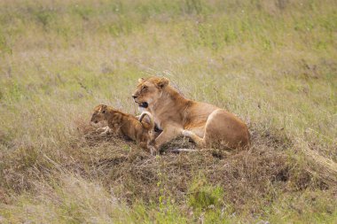 Bir dişi aslan ve yavrusu Serengeti Ulusal Parkı, Tanzanya, Afrika savanının uzun otlarında dinleniyor.. 