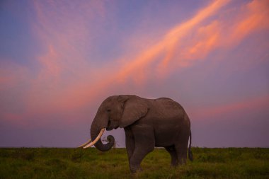 Bir fil akşam saatlerinde Amboseli Ulusal Parkı, Kenya, Afrika 'da gökyüzünde bulutlarla birlikte ovanın uzun otlarında beslenir.. 