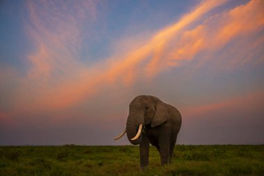 Bir fil akşam saatlerinde Amboseli Ulusal Parkı, Kenya, Afrika 'da gökyüzünde bulutlarla birlikte ovanın uzun otlarında beslenir.. 