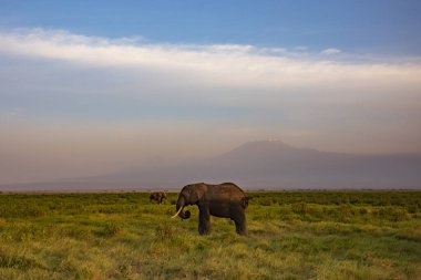 Bir fil, akşam saatlerinde Amboseli Ulusal Parkı, Kenya, Afrika 'daki ovanın uzun otlarında gökyüzünde bulutlar ve arka planda Kilimanjaro Dağı ile beslenir..  