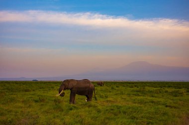 Bir fil, akşam saatlerinde Amboseli Ulusal Parkı, Kenya, Afrika 'daki ovanın uzun otlarında gökyüzünde bulutlar ve arka planda Kilimanjaro Dağı ile beslenir..  