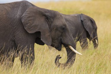 Filler, Masai Mara Ulusal Rezervi, Kenya, Afrika 'daki ovanın uzun ve altın otlarında öğleden sonra gökyüzünde bulutlarla beslenirler.. 