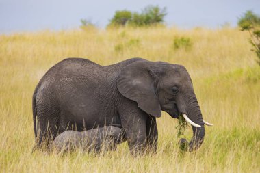 Yavru bir fil, annesinin, Masai Mara Ulusal Rezervi, Kenya, Afrika 'daki ovanın uzun ve altın otlarında beslenirken öğlenleri gökyüzünde bulutlar varken emzirir.. 