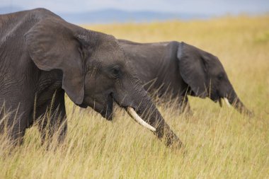 Filler, Masai Mara Ulusal Rezervi, Kenya, Afrika 'daki ovanın uzun ve altın otlarında öğleden sonra gökyüzünde bulutlarla beslenirler.. 