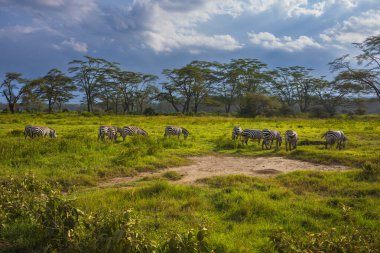 Göç eden bir grup zebra, Nakuru Gölü Ulusal Parkı, Kenya, Afrika 'da günbatımı saatlerinde otların arasında beslenir.. 
