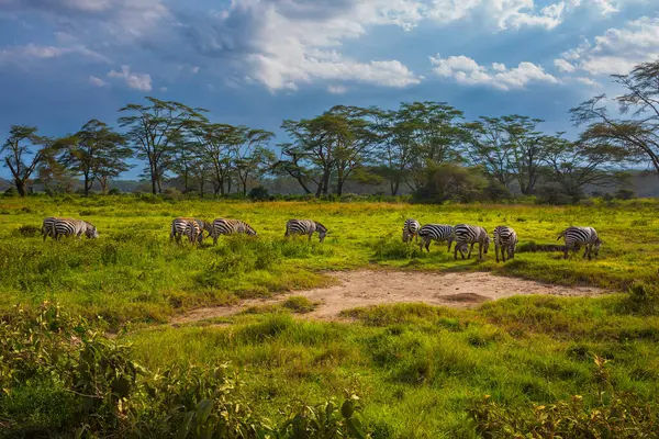 Göç eden bir grup zebra, Nakuru Gölü Ulusal Parkı, Kenya, Afrika 'da günbatımı saatlerinde otların arasında beslenir.. 