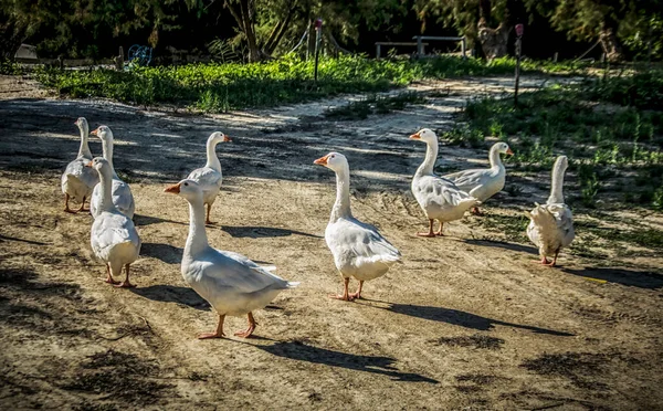 Flock Vita Gäss Grekland — Stockfoto