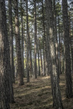 Late winter in the forest on the mountain of Tara in Serbia