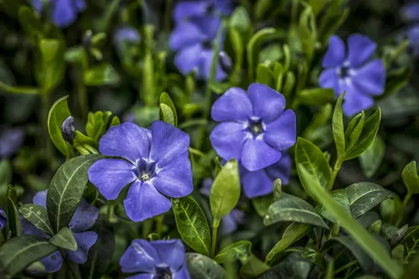Close Purple Blue Flowers Periwinkle Vinca Minor Spring Garden — Stock Photo, Image