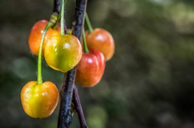 İlkbaharda ağaçtaki kirazların yakın plan fotoğrafı.