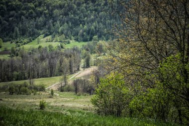 Orta Sırbistan 'da küçük bir ülke yolu olan yeşil ve yemyeşil bir manzara