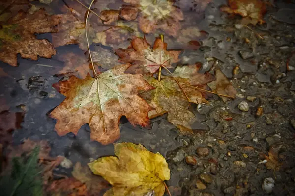 Yerdeki ıslak kahverengi ve sarı sonbahar yapraklarının yakın çekimi.