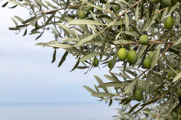 Olive oil trees full of olives. Landscape Harvest ready to made extra virgin olive oil.