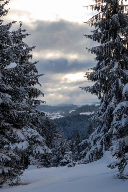 Lawn and forests. Snowy background. Nature scenery. Location place Zlatar, Serbia, Europe.