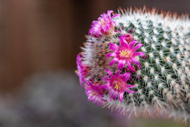 Pembe çiçekli Mammillaria kaktüsleri. Seçici odak.