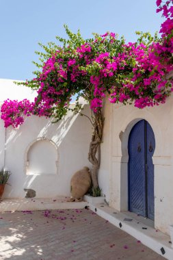 Geleneksel mavi kapılı, desenli fayanslar ve pembe çiçekli, Hara Sghira Er Riadh - Tunus 'tan Djerbahood
